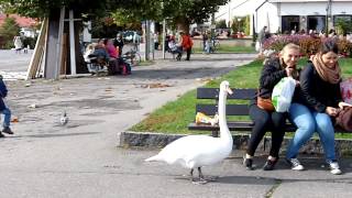 Konstanz  Der Schwan am Konzil [upl. by Noled]