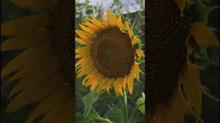 Suryakanthi Fields Sambavarvadakarai near Tenkasi suryakanthi sunflower sambavarvadakarai [upl. by Aikcin]