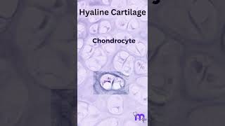 Histology of Hyaline Cartilage [upl. by Dieball377]