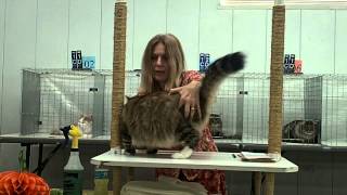 Siberian cat at the TICA cat show in Brighton CO Nov 17 2013 [upl. by Edia]