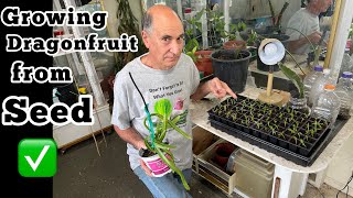 Top Tips for Growing Tons of Dragonfruit from Seed amp Why I dont Graft Ecuador Palora Seedlings [upl. by Tay]