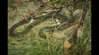 Sarpe rău Dolichophis caspius [upl. by Columbyne]