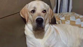 Watch and TRY NOT TO LAUGH 🤣 Funny dog videos 2024 [upl. by Yovonnda]