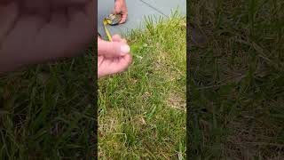 Spring Lawn Care Mowing Tips to Prevent Crabgrass Weeds amp Diseases [upl. by Gordan264]