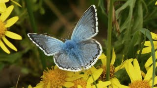 25 butterfly species in Kent UK [upl. by Oriane473]