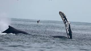 Courting humpback Whales Gulf of Farallones [upl. by Enitsirhc761]