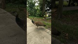 Peacock and two younglings  Weeki Wachee State Park  Spring Hill Florida [upl. by Ahsym165]