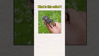 Insects in 🇬🇧 English shorts english vocabulary [upl. by Stevy925]