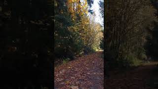 Lake Cowichan  Fall walk in Youbou [upl. by Innob]