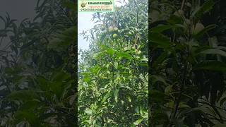 டிசம்பரில் மாங்காய்  Mango Banganapalli and Sendura  Mango farming  PASUMAI BHARATHAM AGRICULTURE [upl. by Haidedej]