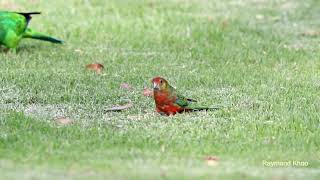 Western rosella Platycercus icterotis  female  Perth birds [upl. by Addie492]