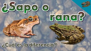 ¿Sapo o rana Y ¿Cuál es la diferencia [upl. by Lauretta358]