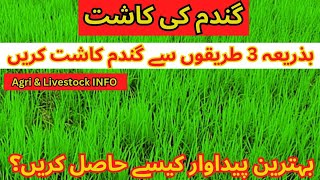 Full information about wheat crop  gandum ki kasht  gandum ki kasht ka tarika [upl. by Rekcut]