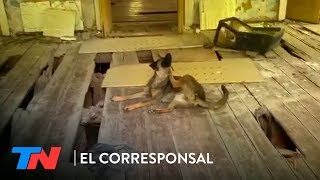 Chernobyl  Los perros vagabundos radioactivos que no se pueden tocar [upl. by Mignon]