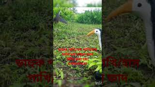 ডাহুক পাখি ধরার ফাদ তৈরীর পদ্ধতি।How to make Gallinule bird trapdahuk pakhir fadজাংগীফাদshort [upl. by Fenwick]