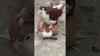 breed 👉 siraji kabootar ❤️🤗  sirajipigeon pigeon kabootar kabootarbazi shorts [upl. by Dominga]