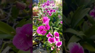 Compactum Orchids shorts short shortsvideo youtube youtubeshorts youtubevideo orchid [upl. by Anaehs]