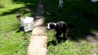 Border Collie Herding Toddler [upl. by Mahau464]