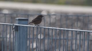 stonechat on fence [upl. by Evelina]