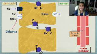 TCP Reabsorção da Glicose Diabetes e Gliflozinas [upl. by Arjan]