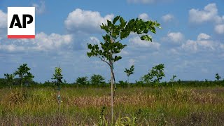 Ancient tree from India may replace petroleum company hopes [upl. by Mohammad187]