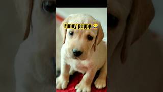 Cute Puppy trying to remove headphones from his neck 🤣🤣shortsyoutubeshorts puppyvideos [upl. by Chelsie]