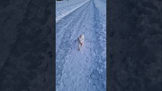 When my husky mountain biking buddy was pocketsized 😊 [upl. by Atikat]