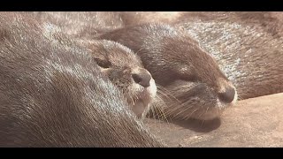 Meet a romp of otters at the North Carolina Aquarium [upl. by Lessur]