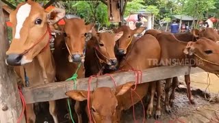 Pulau Sapudi Sentral Sapi Terbesar Di Dunia  SI OTAN 120623 [upl. by Eniamzaj]