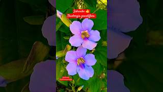 Thunbergia grandiflora Flowers plant tips and care propagation shorts thunbergia herbaceous [upl. by Ellehsem122]