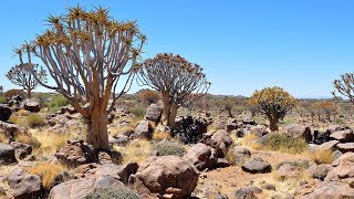 The Quiver Tree Forest and the Rock Hyraxes Namibia [upl. by Frederik]