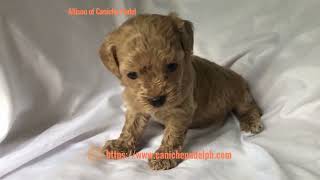 Allison of Caniche Pudel a cafe au lait tinytoy poodle puppy is four weeks old [upl. by Eniamreg436]