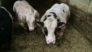 Exceptional Blues on Belgian suckler sheep and tillage farm [upl. by Jews]