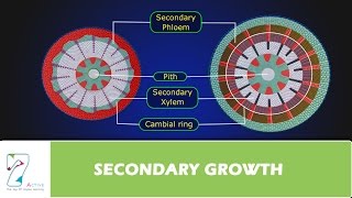 SECONDARY GROWTH [upl. by Ardnoel436]