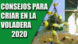 CRÍA CANARIOS CONSEJOS PARA LA CRÍA EN LA VOLADERA 2020 [upl. by Eyr]