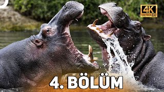 VAHŞİ SERÜVEN 4 BÖLÜM  4K HAYVAN BELGESELİ [upl. by Ignace]