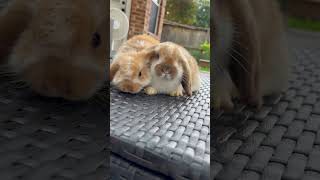 Holland lop bunnies cute rabbit [upl. by Sharron]