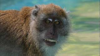 Monkey in my Pool on Koh Phi Phi  tauchender Affe in meinem Pool [upl. by Angelle]