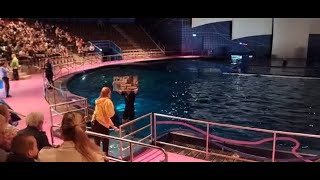 Actie tegen opsluiten en dresseren van dolfijnen in Dolfinarium 29 sept [upl. by Teevens]