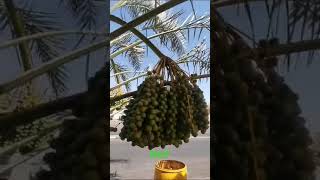 Dates Sukkari Rutab Faqer [upl. by Nyrual386]