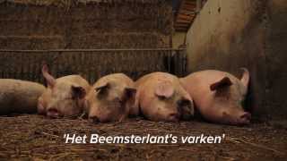 Boeiende Boeren afl 8  Het Beemsterlants varken [upl. by Lyudmila]