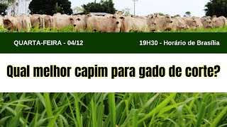 Qual melhor capim para gado de corte [upl. by Yacov]