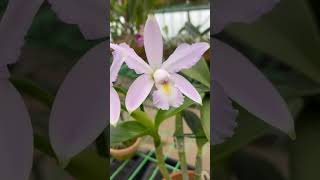 CATTLEYA VIOLACEA VARCOERULESCENS BULE COTTON [upl. by Ail201]