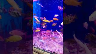 Chiclets fish youtubeshorts aquarium aquariumfish monsterfish [upl. by Dedie291]