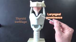 Larynx Model  Respiratory System [upl. by Florio]