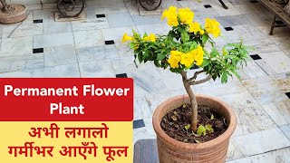 एक बार लगाओ फूल सालो साल पाओ  गर्मीभर फूल देने वाले परमानेंट पौधा  Tecoma plant care [upl. by Carleton670]