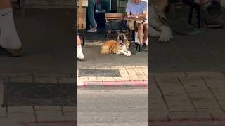 Belgian Shepherddog breed dog pet shortsvideo [upl. by Caines313]