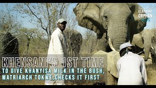 Flashback Khensanis 1st time to give milk in the bush matriarch Tokwe wants to checks first [upl. by Bonine545]