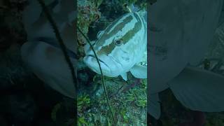 Three amazing groupers fishing marineanimals fish spearfish marinelife [upl. by Eihctir]