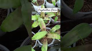 Cryptanthus Eloisa subscribe gardenplants subscribenow plantagarden [upl. by Salot850]